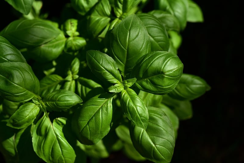 Herb Garden Essentials