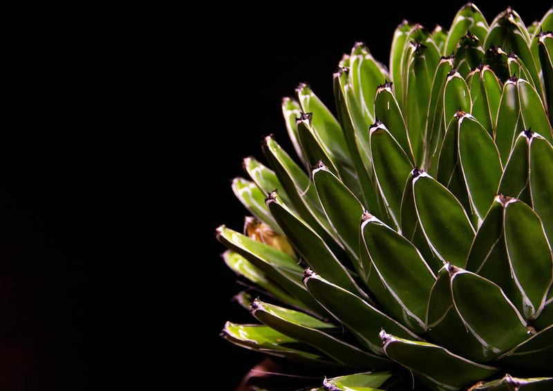 Succulent Collection