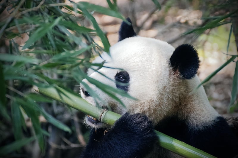 Bamboo Garden