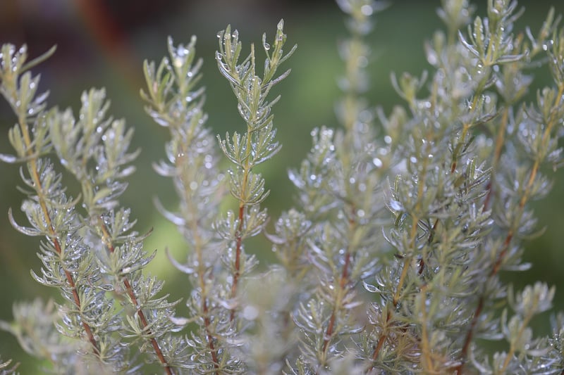Herb Garden